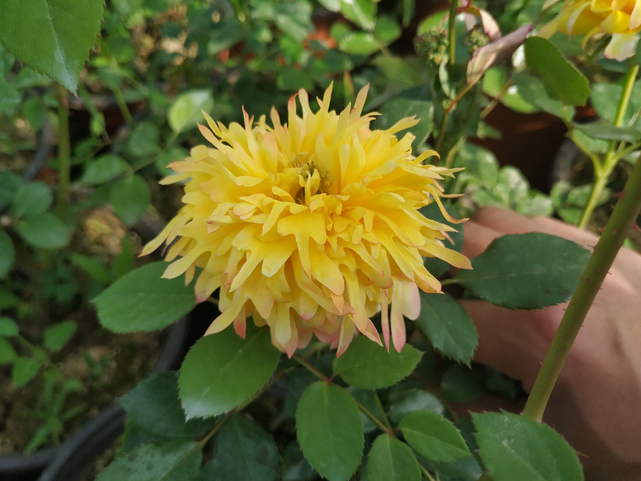 一丛盛开的欧洲月季位于阳光充足的花园角落,花朵呈重瓣形态,颜色为渐变粉至乳白,叶片深绿有光泽,背景为木质围栏和草坪,整体呈现春季末至夏季初的景观 欧洲月季盛开在阳光下的花园中,粉红与奶油白色花朵簇拥成团,绿叶衬托下显得格外柔美