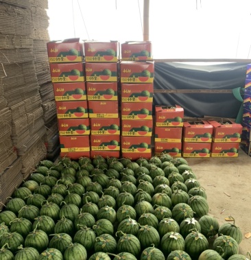 [西瓜批发]汕头帅童西瓜价格2.00元/斤 - 一亩田