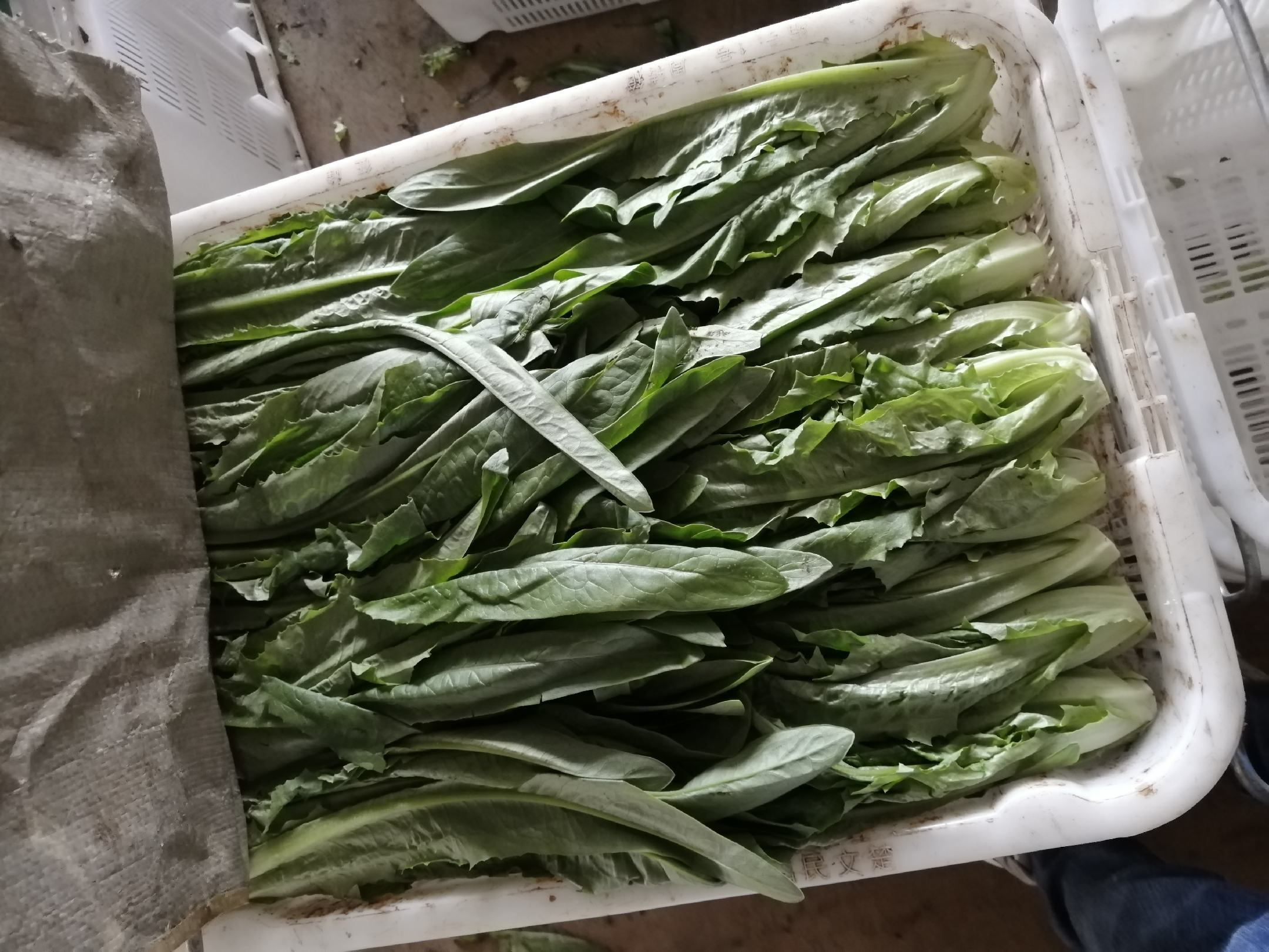 一个农村集市的蔬菜摊位,整齐码放着多捆新鲜油麦菜,叶片翠绿,根部带土,摊主正在整理货物,背景可见其他时令蔬菜,体现农产品原真性 农贸市场摊位上摆放整齐的新鲜油麦菜