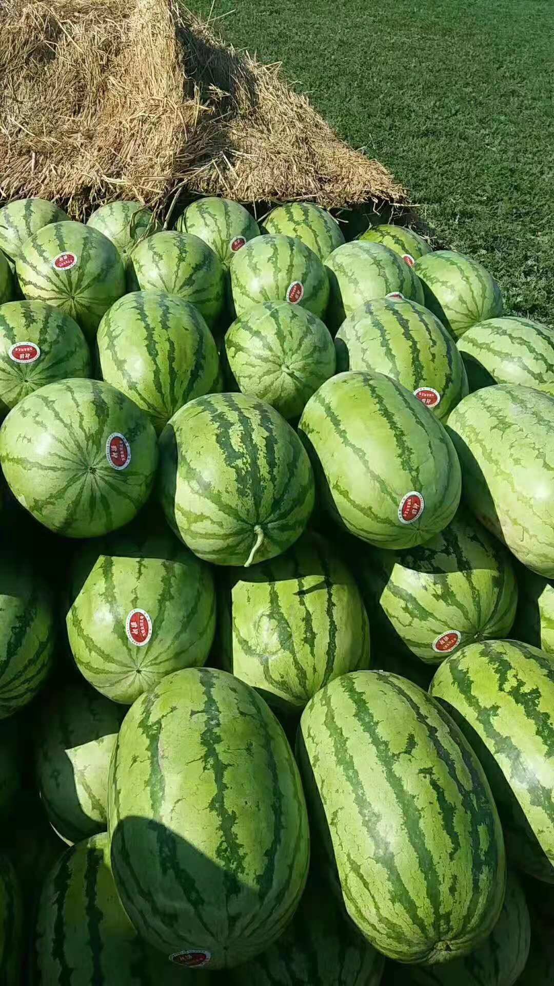 [金城5号西瓜批发]优质新疆西瓜,金城五号产地直销全国欢迎合作,全程