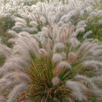 狼尾草细叶芒各种草花地被绿篱苗圃大量出售大小规格均有