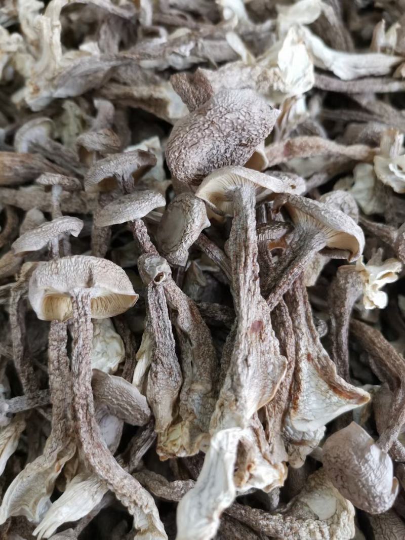 鹿茸菇古田现货原干产地批发小条中条切根原干净重