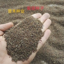 新采柴胡种子中药材种子中草药种籽地熏茈胡山菜茹草
