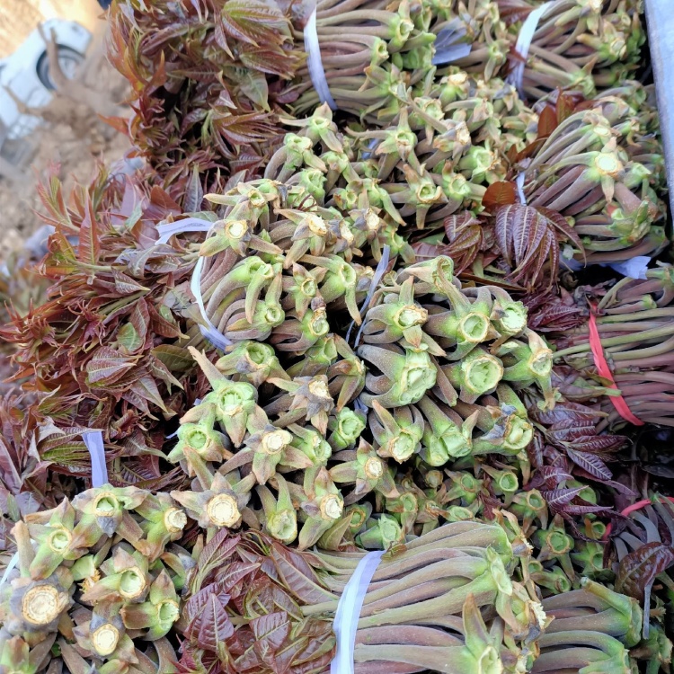 红香椿芽纯野生香椿芽王坟镇质量好价格便宜