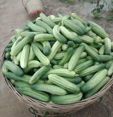 [黄瓜批发]燕白黄瓜价格0.80元/斤 - 一亩田