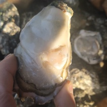 大连冷水生蚝，统货，规格生蚝都有。肥度杠杠滴，鲜活到家。