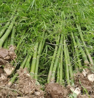 [竹子批发]慈竹价格6.00元/棵 - 一亩田