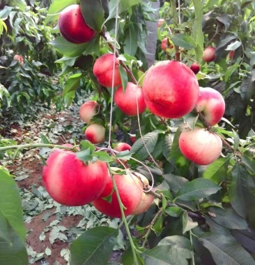 乐亭冬季温室大棚种植水蜜桃