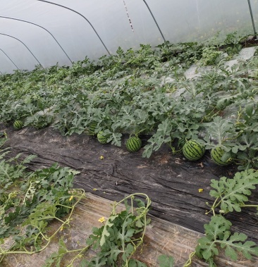 8424直生苗大棚西瓜