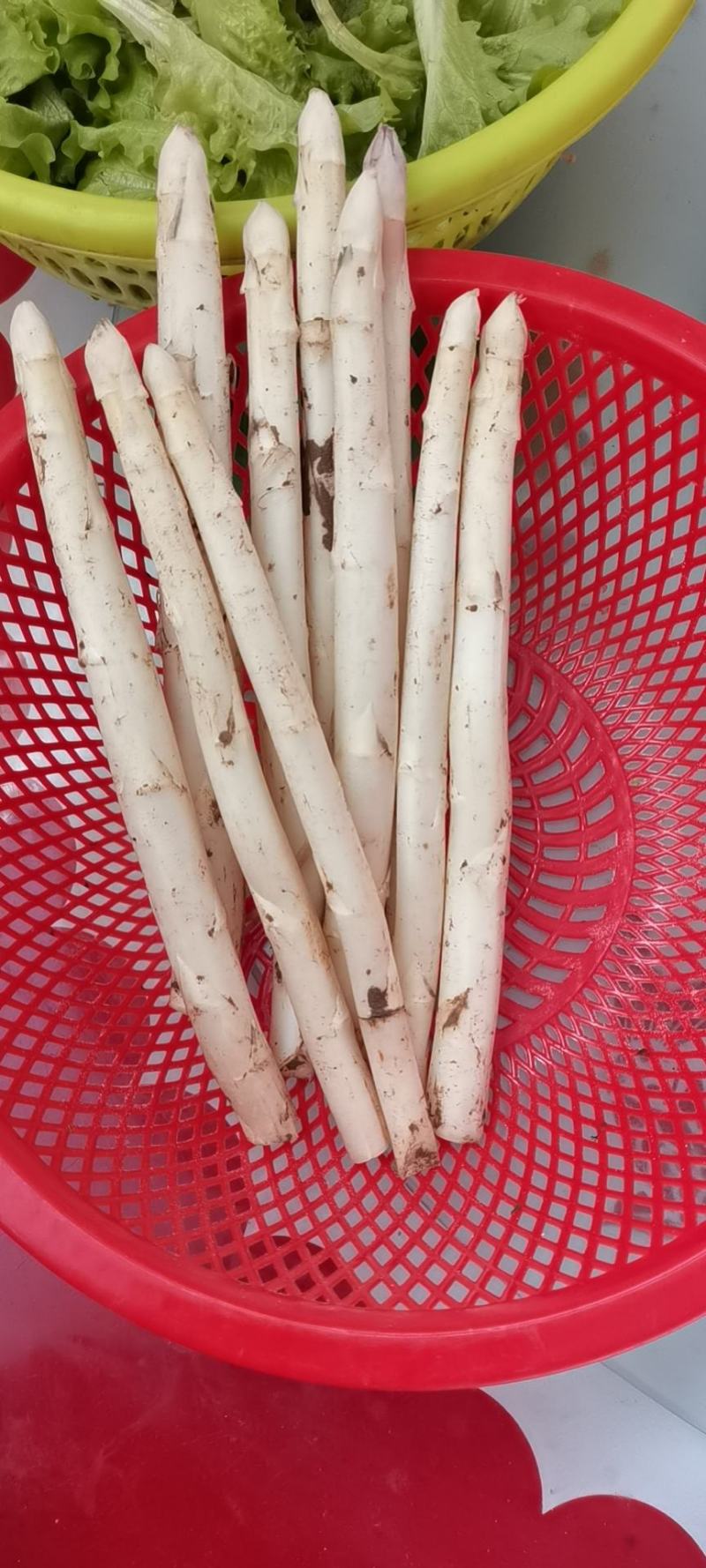 山东省菏泽市曹县芦笋基地新鲜芦笋,现采现卖.当天要当天发