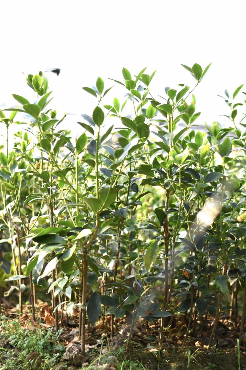 优质古龙八角嫁接苗