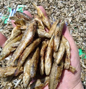 锅煎,烤干麦穗鱼,油炸麦穗,水煮麦穗鱼干