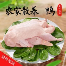 鸭子新鲜嫩鸭2斤整只冷冻鸭肉批发大白鸭生鸭白条鸭