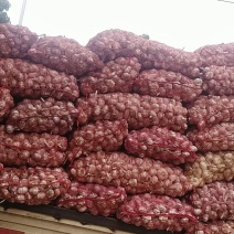 常年代收大蒜，蒜薹