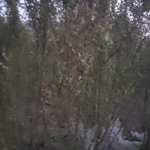 榆叶梅，大量供应，多头丛生高1米左右，量大优惠