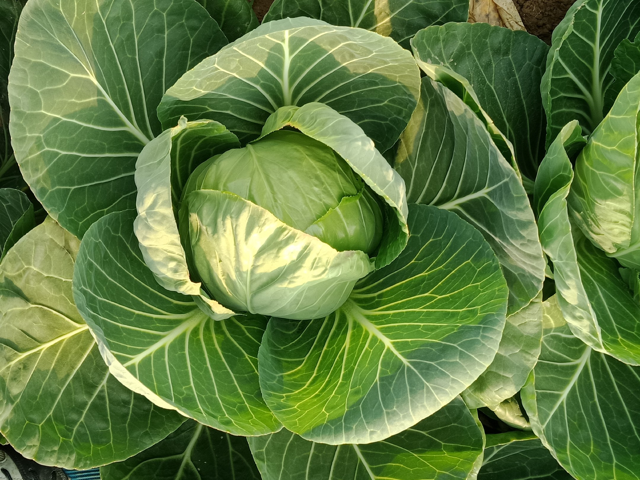 牛心甘蓝切面特写照片
