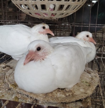 米玛斯双肌肉鸽体形大,抗病能力强,生长速度快,品种优良.