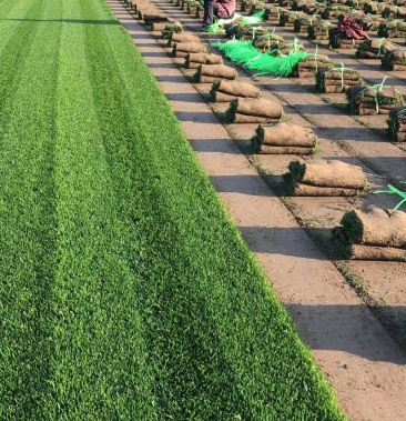 [草坪草批发]草坪批发,草坪基地,山东泰安草坪价格9.
