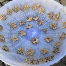 欢迎预订4-5-6-7-8月份的虫卵。专业养殖豆虫（豆丹