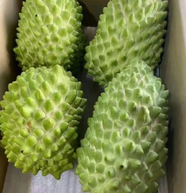 [释迦苗批发]新品种榴莲释迦果苗 嫁接苗正品苗 榴莲释迦果苗包邮价格