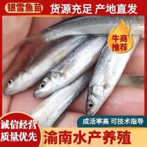 淡水银雪鱼苗，成活率高，长势快，优质鱼苗