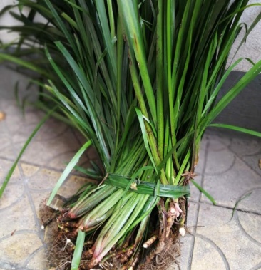 [茴香菖蒲批发]山奈(沙姜)价格20.00元/公斤 - 一亩田