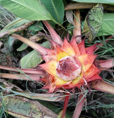 野生地涌红莲悬崖峭壁生长小苗数量有限