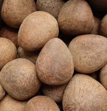 印度大椰子,1件20斤起19.8元一斤