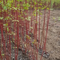 精品红瑞木，高度80红瑞木直销。红瑞木10万株等待出售，