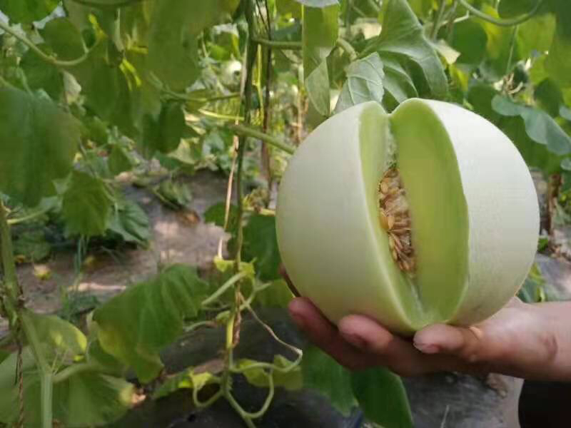 玉菇甜瓜在电商平台销售页面