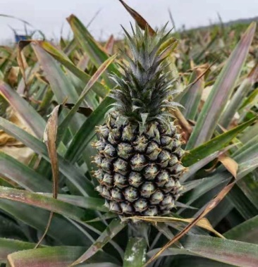 17号凤梨 金钻菠萝 广西崇左场地直销