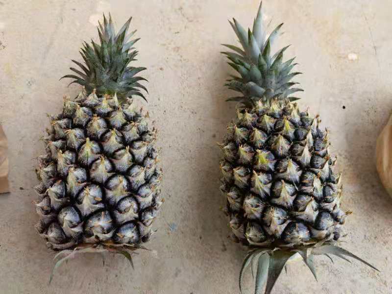 成熟的凤梨萝卜果实,果肉呈粉红色,表皮光滑 凤梨萝卜成熟果实特写