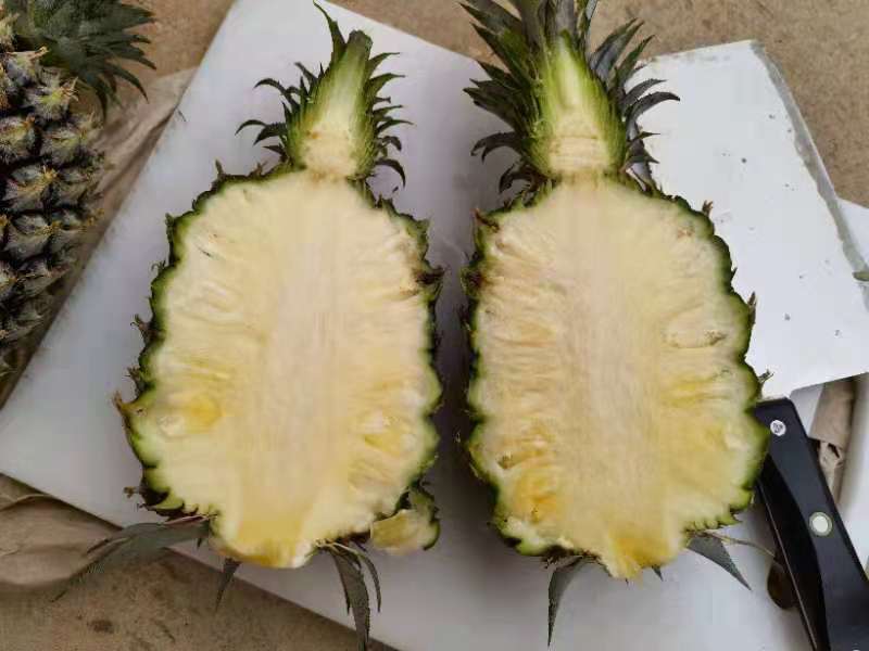 芒果凤梨与金钻凤梨品种对比图