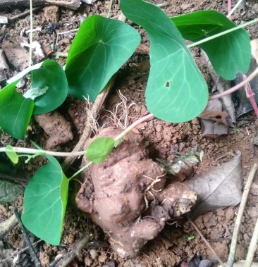 野生金线吊乌龟山乌龟