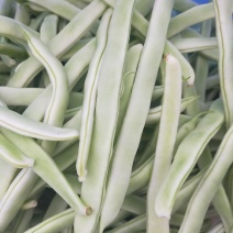 紫花油豆