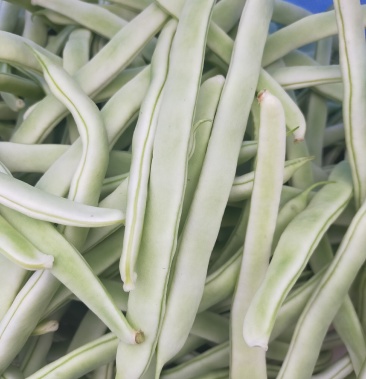 紫花油豆九粒红白不老四季豆