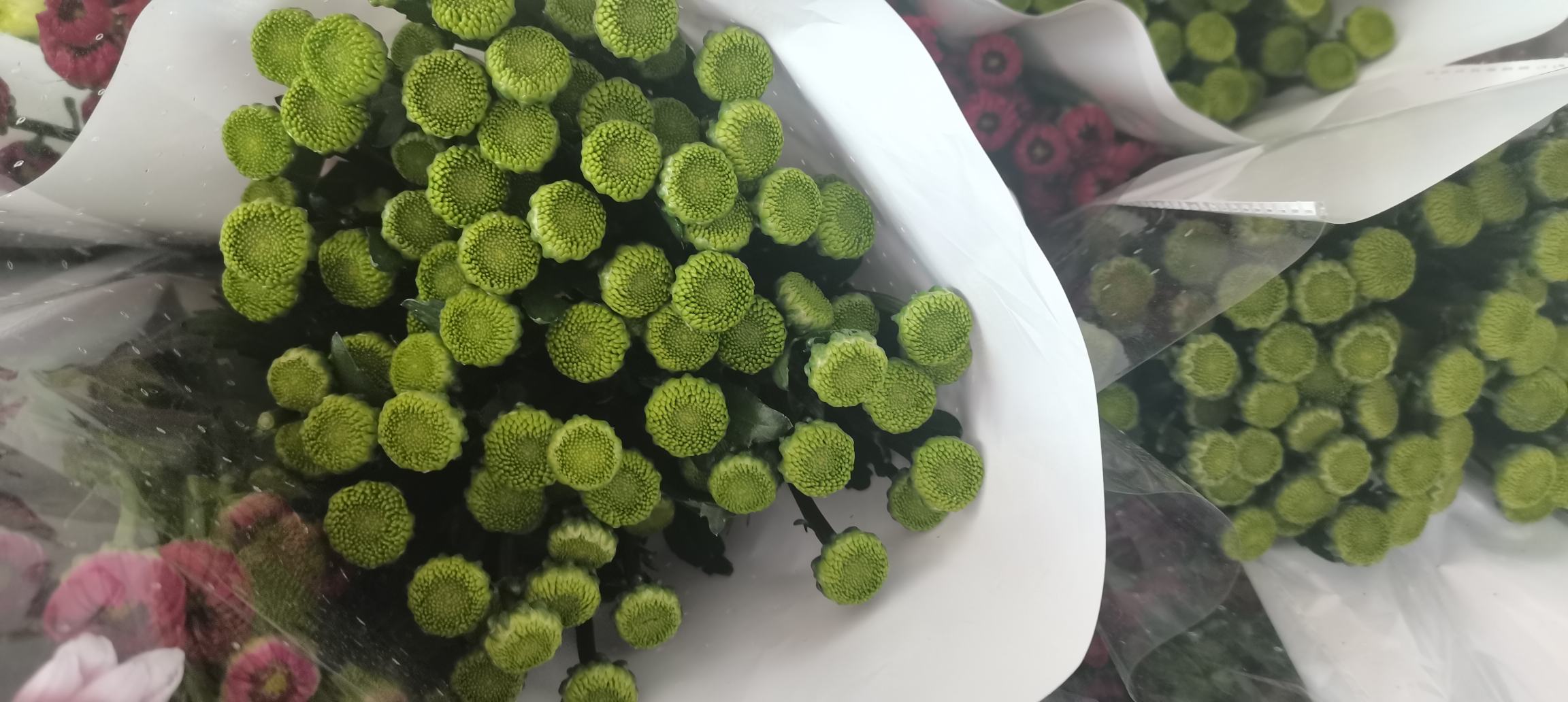 一朵盛开的野菊花特写镜头,花瓣呈现金黄色,层层叠叠,花心为深褐色,露珠点缀在花瓣边缘,背景虚化呈现绿色植被,展现细腻的自然质感 野菊花特写近景