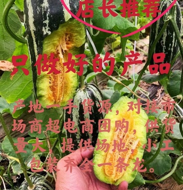 博洋91甜瓜大量供应中产地直销一手货源承接各大市场电商