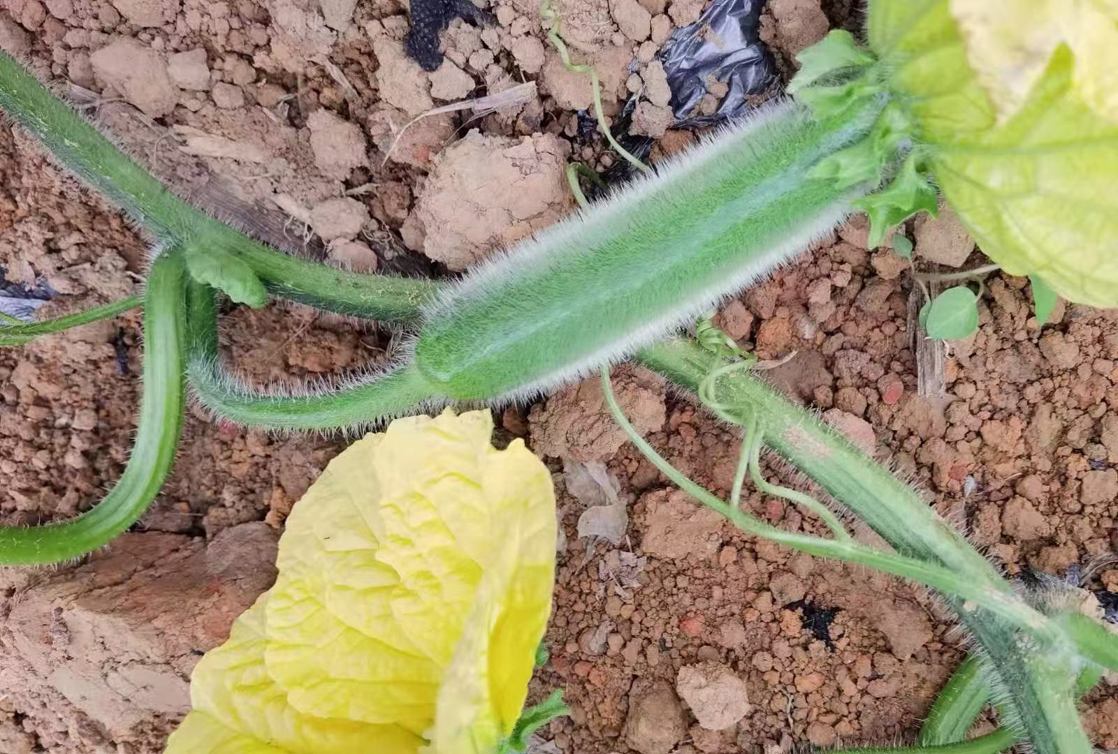 木瓜植株喷施木瓜蛋白酶示意图