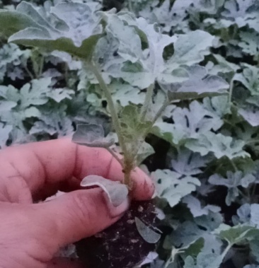 [批发]小吊瓜l600种苗价格0.90元/棵 - 一亩田