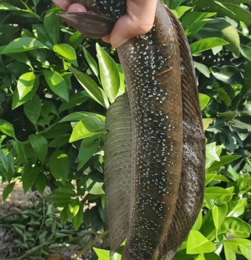 [鳢鱼苗批发]七星鱼苗 月鳢鱼苗价格0.30元/尾 - 一亩田