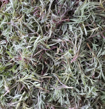 [柳蒿芽批发]存野生紫根柳蒿芽价格1.00元/斤 - 一亩田