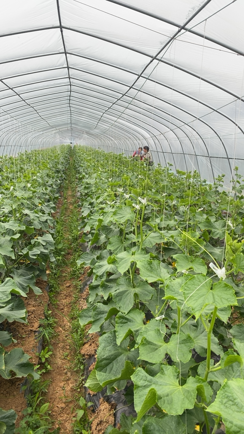 随县有机肥种植水果小黄瓜旱黄瓜基地