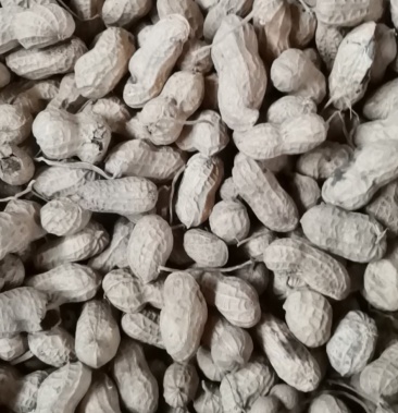 [花生批发]优质花生价格4.00元/斤 - 一亩田