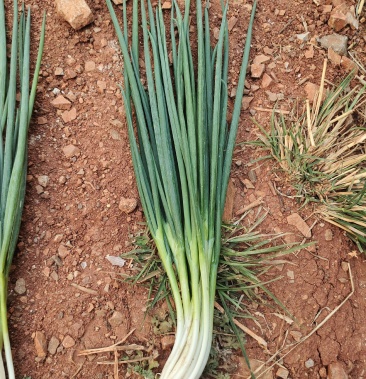 精品黑葱,40-45厘米长,一手货源,全国发货