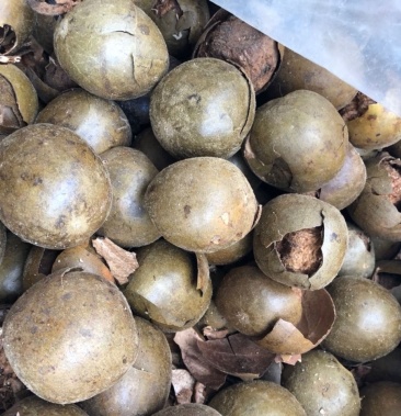 野生罗汉果破壳碎片大果广西桂林天然特产润喉新鲜干果罗汉果