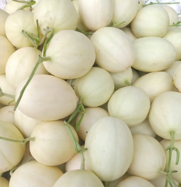 河南内黄精品白沙密小白瓜星星甜瓜质量好价格低货源充足