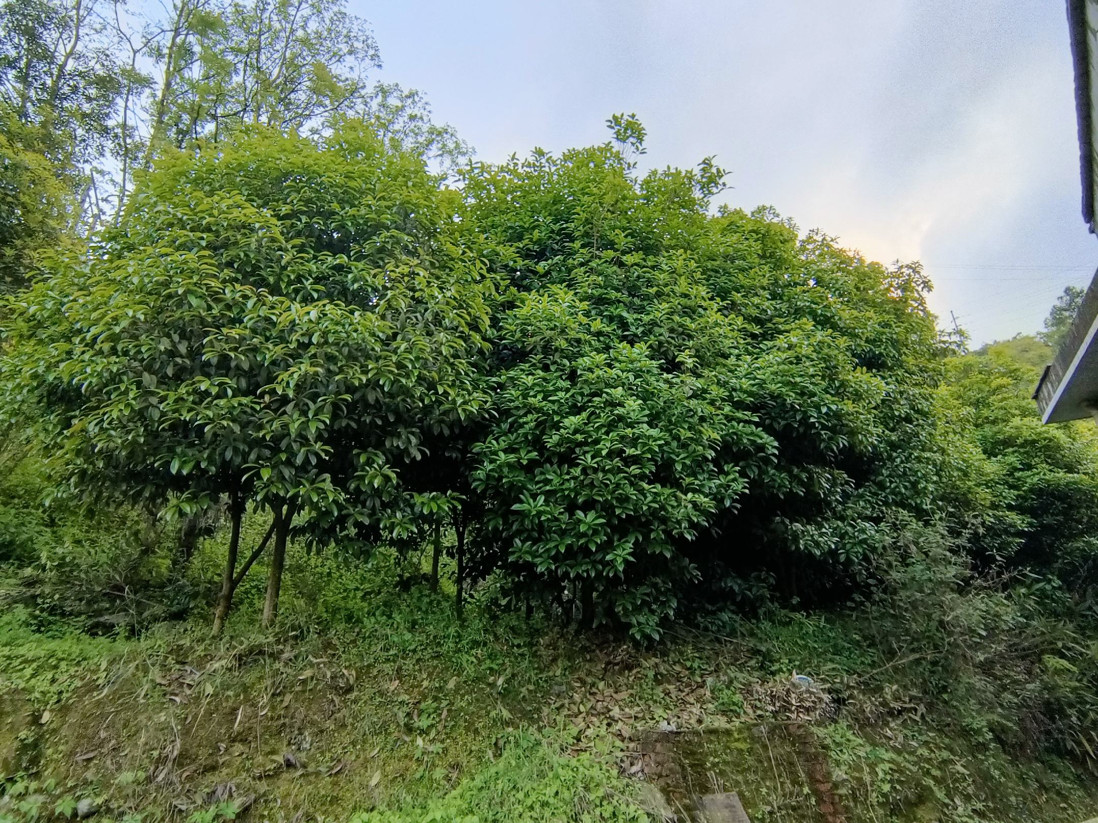 八月桂鲜花特写近景