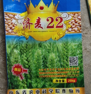 济麦22小麦种子,冬性小麦品种,抗冻抗病抗倒伏小麦品种