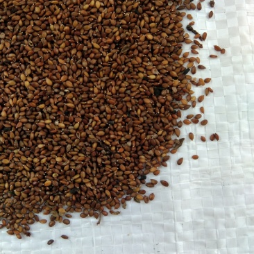 [夏枯草种子批发]河北保定安国市夏枯草种子 20.00元/斤出售 _ 一亩田